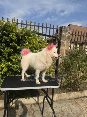 Dog Grooming Services