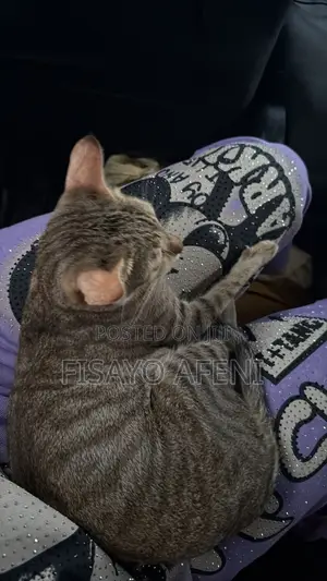 1+ year Female Purebred Tabby