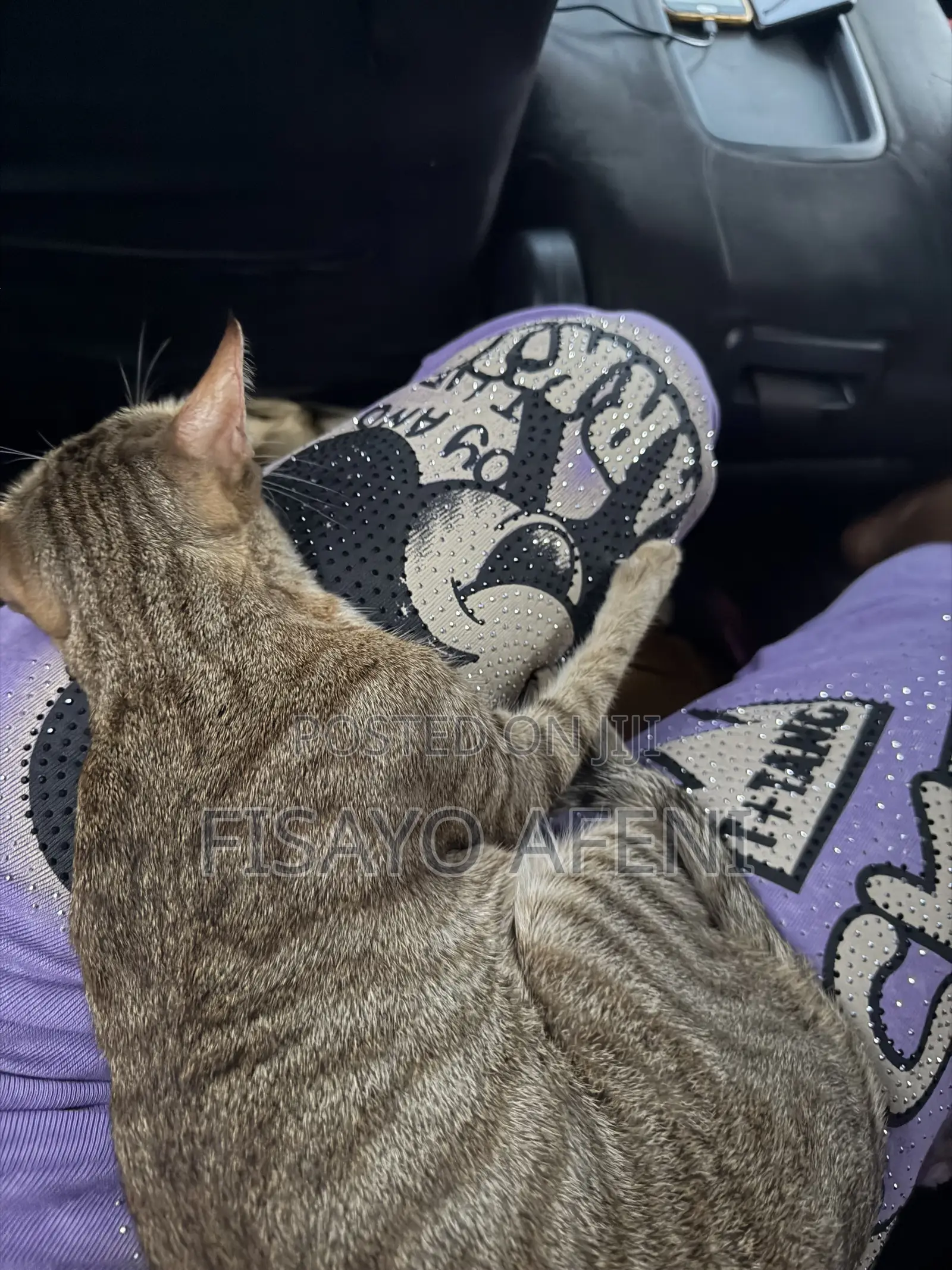 1+ year Female Purebred Tabby