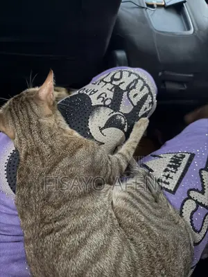 1+ year Female Purebred Tabby