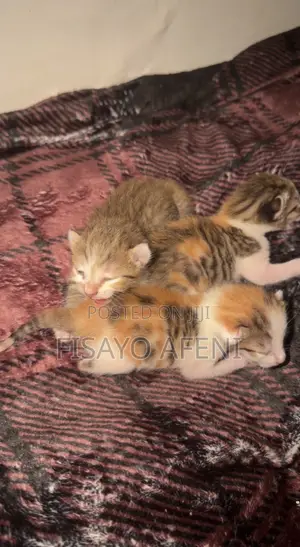 1-3 months Female Mixed Breed Tabby