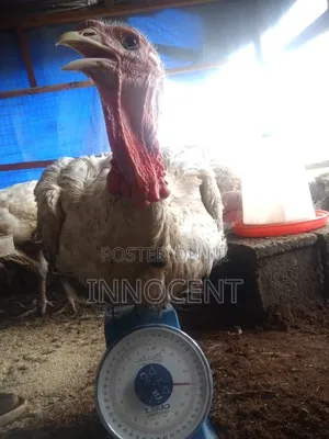 Foreign Turkeys