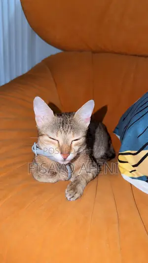 1+ year Female Purebred Tabby