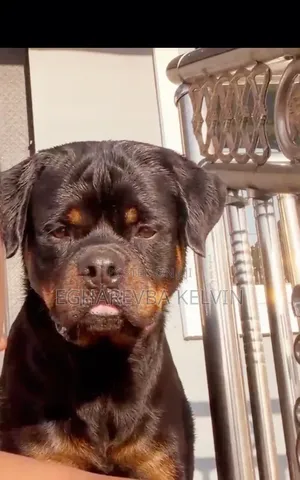 1+ year Male Purebred Rottweiler