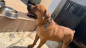 6-12 months Male Purebred Boerboel