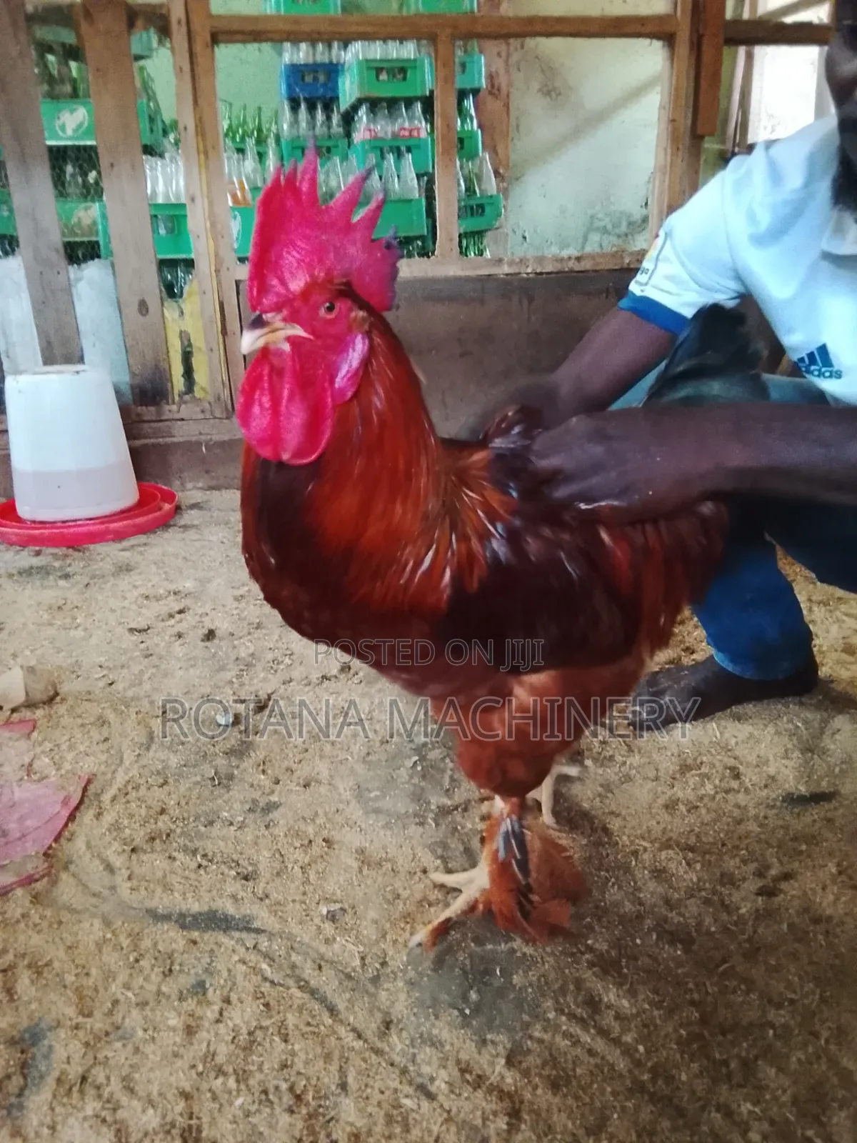 Chicken for Sales