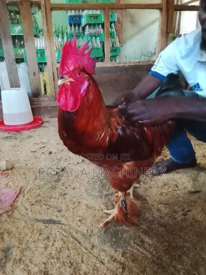 Chicken for Sales