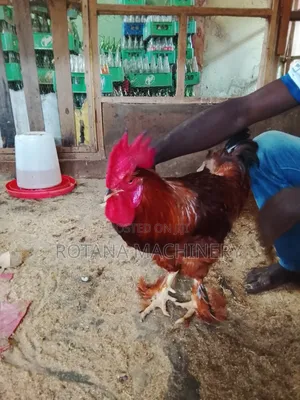Chicken for Sales