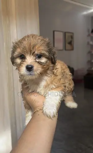 1-3 months Female Purebred Lhasa Apso