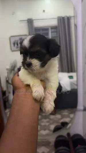 0-1 month Female Purebred Lhasa Apso