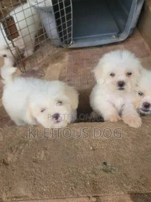 1-3 months Female Purebred Lhasa Apso