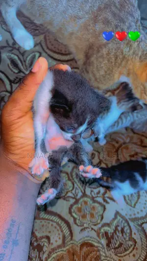 0-1 month Female Purebred Tabby
