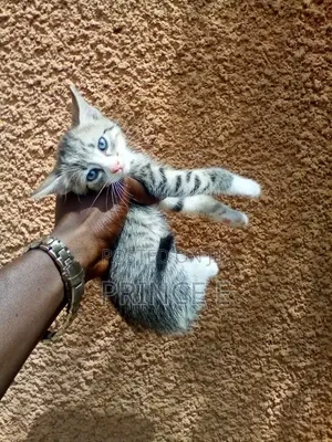 1-3 months Male Purebred American Shorthair