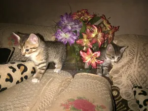 1-3 months Female Purebred American Shorthair