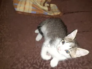 1-3 months Male Purebred American Shorthair