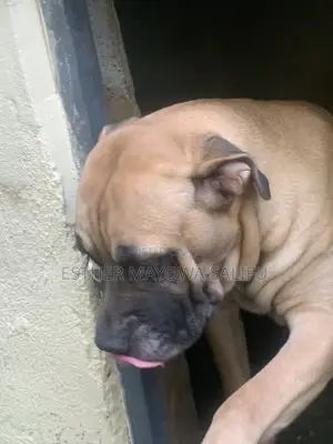 1+ year Female Purebred Boerboel