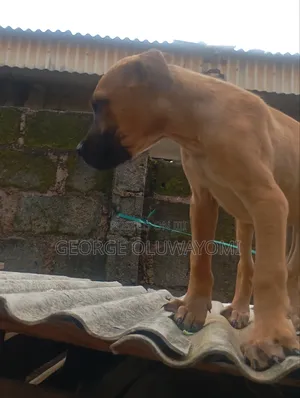1-3 months Male Purebred Boerboel
