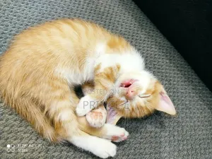 1-3 months Male Purebred American Shorthair