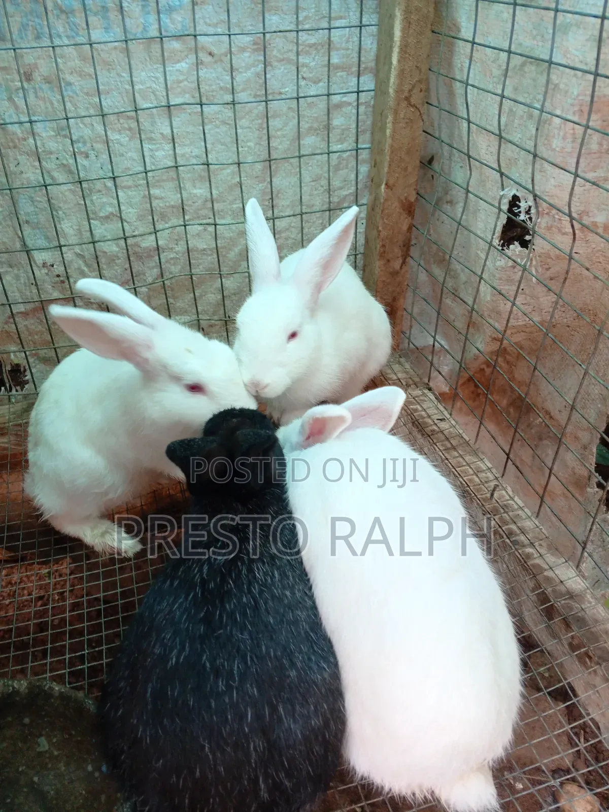 Rabbit Breed