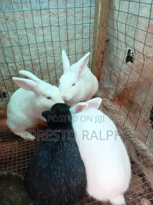 Rabbit Breed