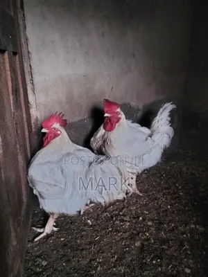 6 Month Old Matured Chicken Available for Sale