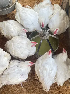Broilers for Sale