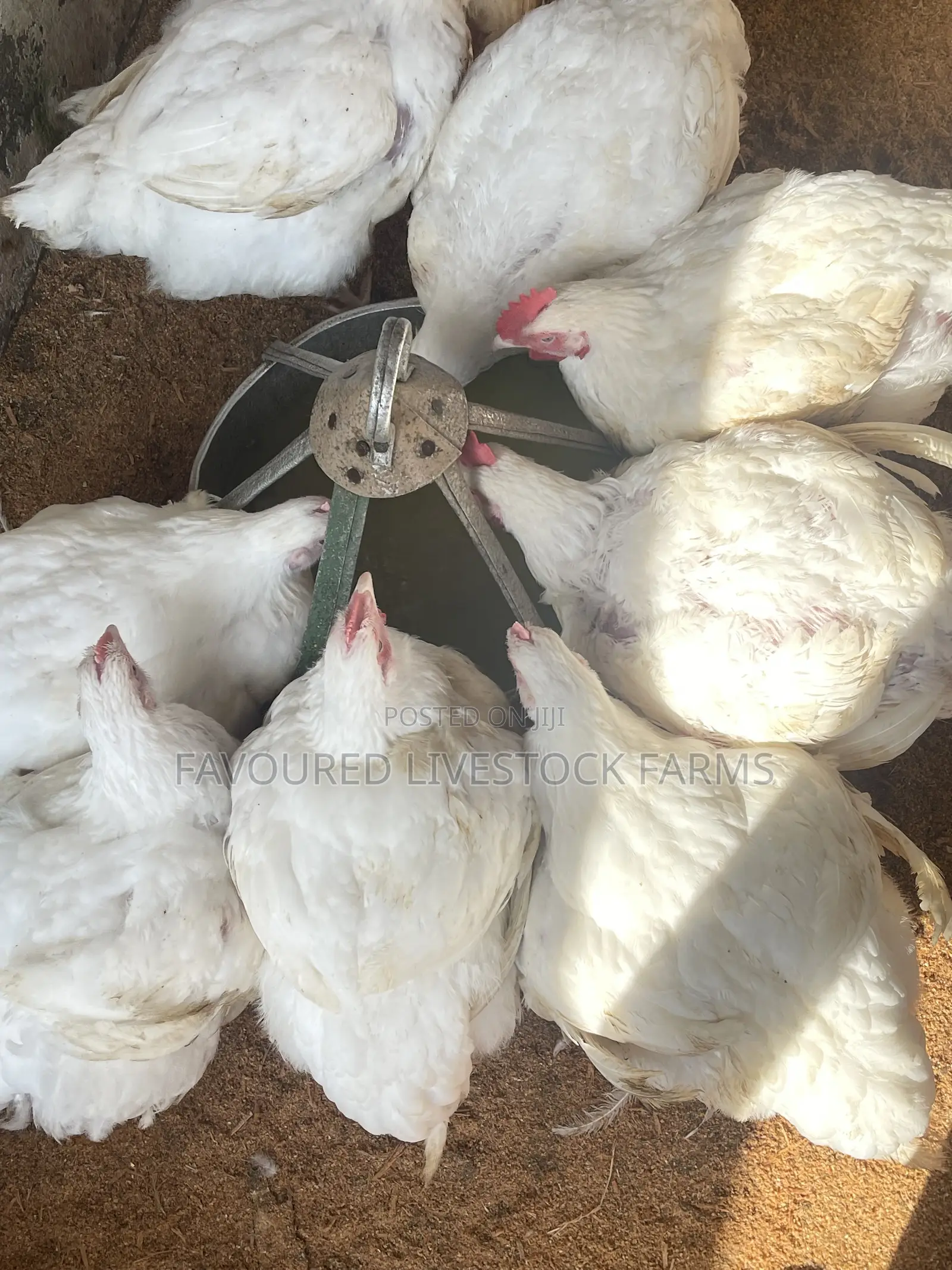 Broilers for Sale