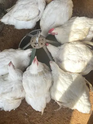 Broilers for Sale