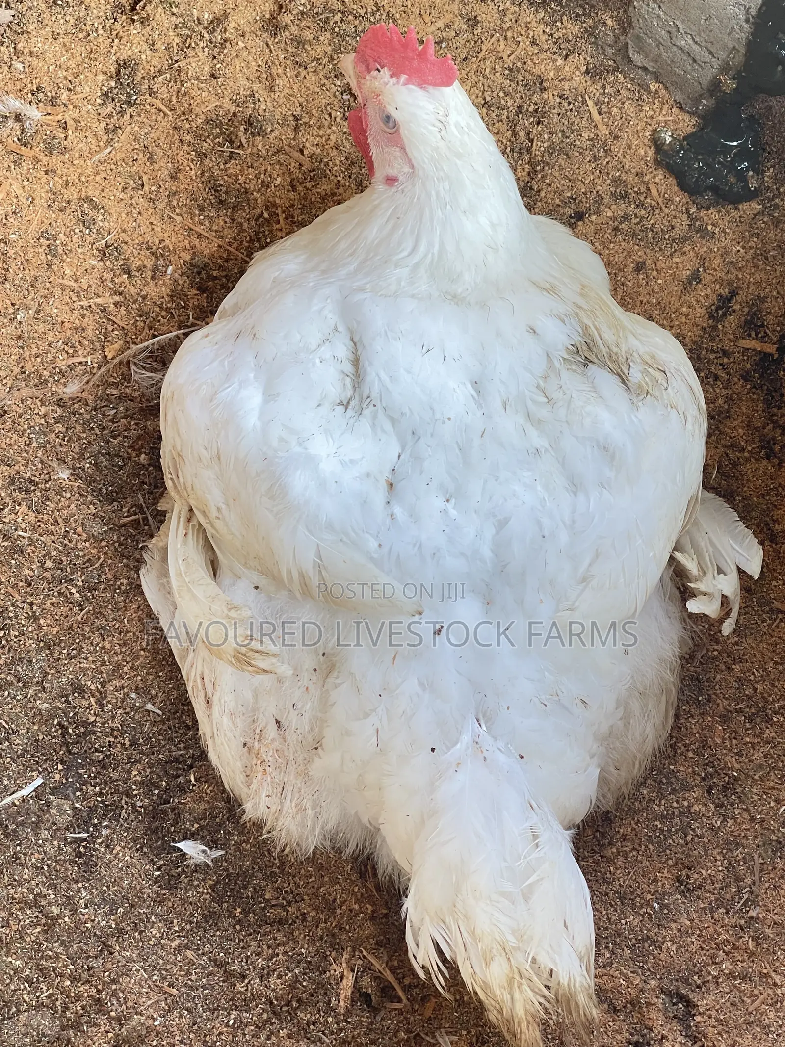 Broilers for Sale