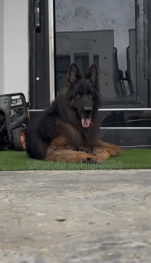1+ year Male Purebred German Shepherd