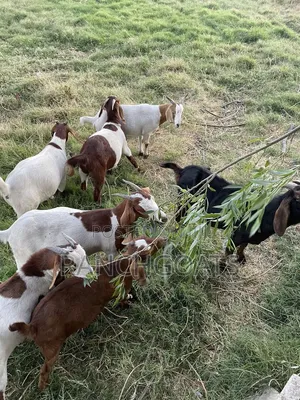 Pregnant Female Goats for Sale