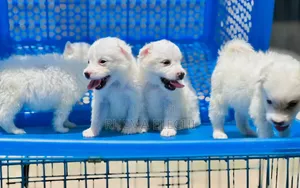 1-3 months Female Purebred American Eskimo