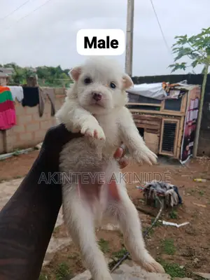 0-1 month Female Purebred American Eskimo