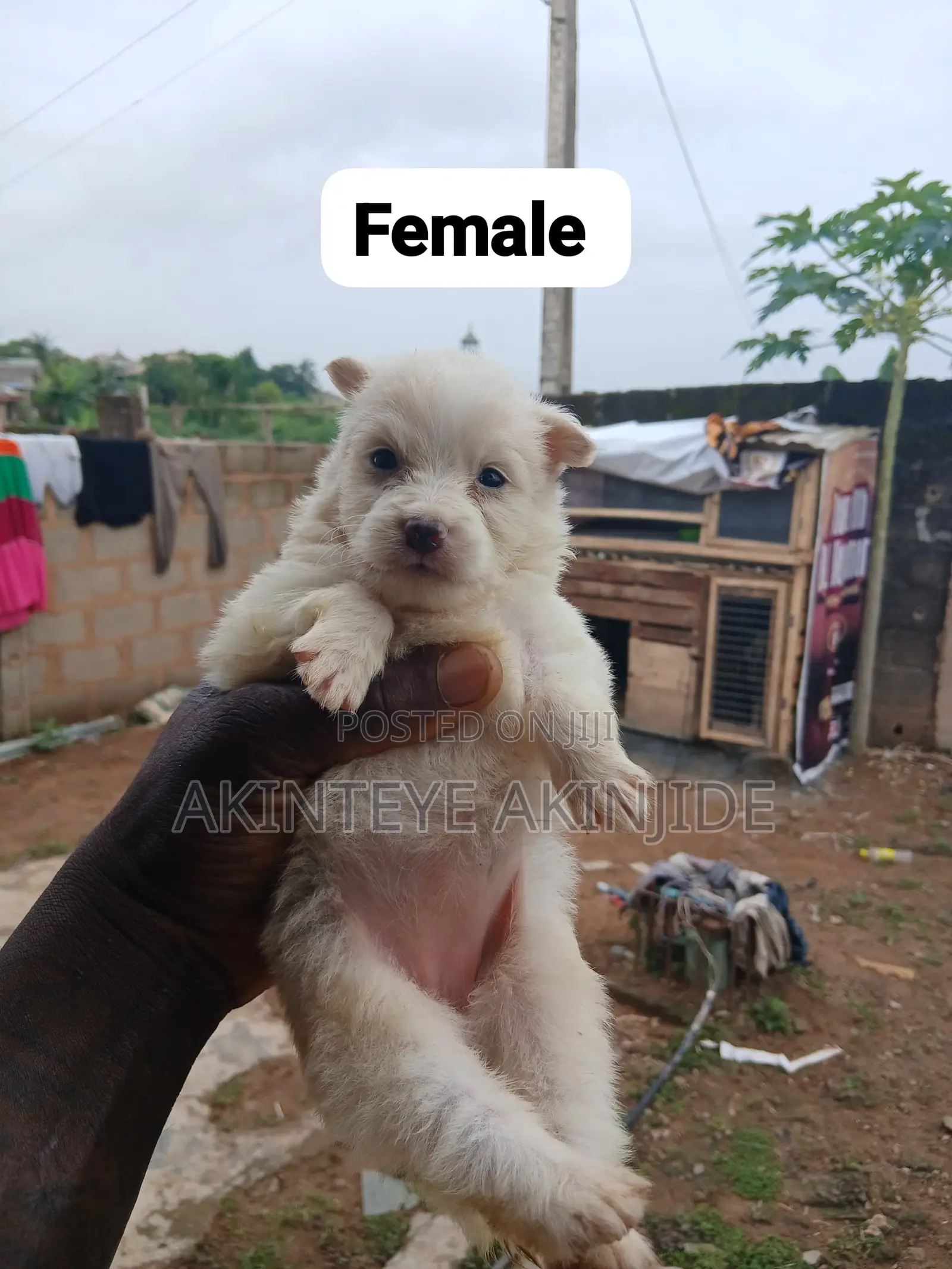 0-1 month Female Purebred American Eskimo
