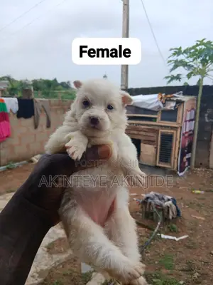 0-1 month Female Purebred American Eskimo