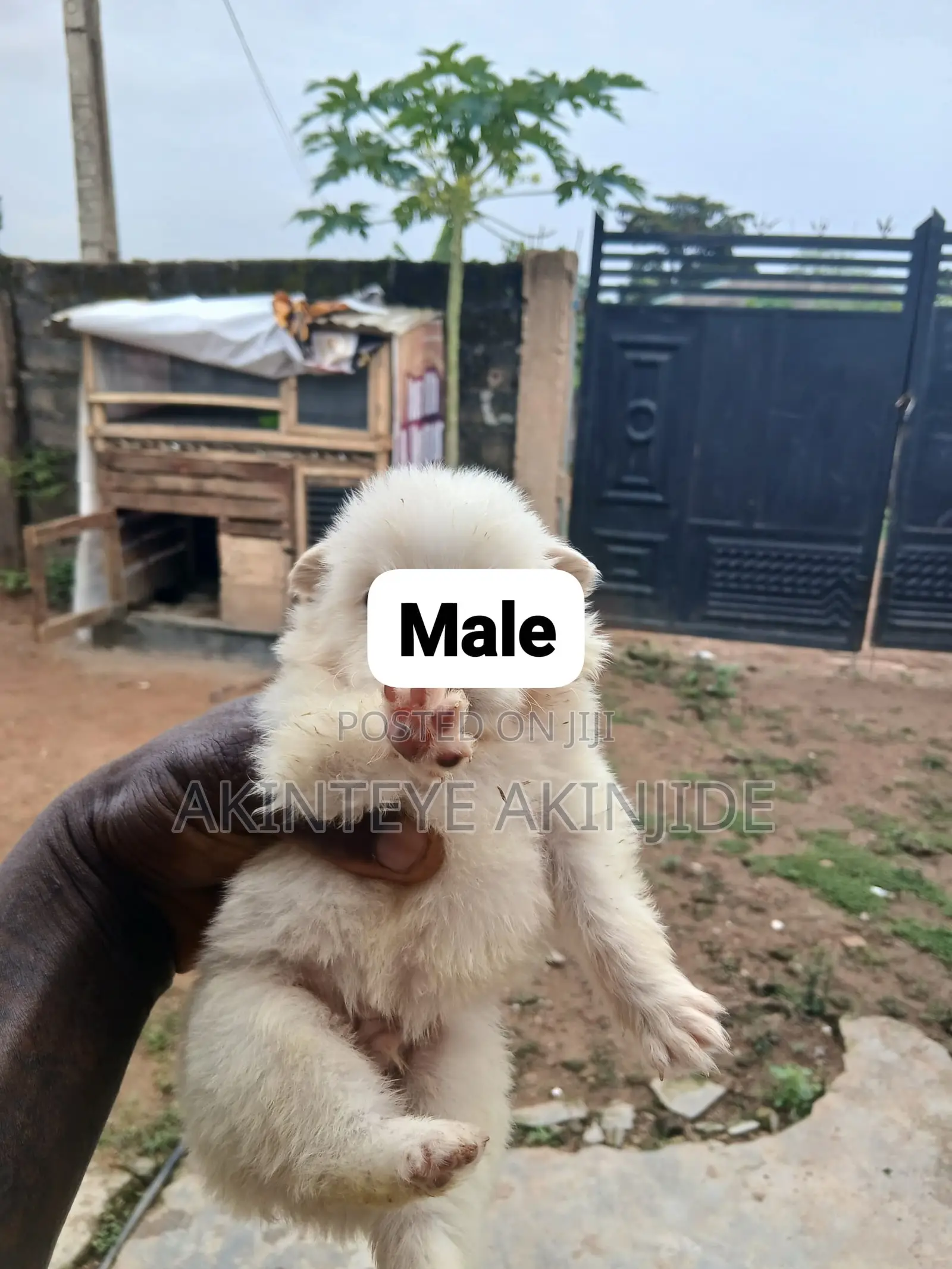 0-1 month Female Purebred American Eskimo