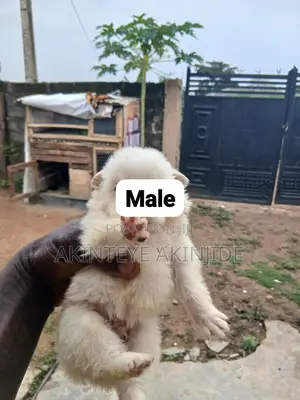 0-1 month Female Purebred American Eskimo