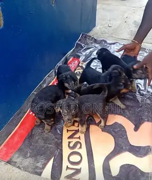 1-3 months Female Purebred German Shepherd