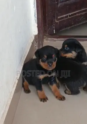 1-3 months Male Purebred Rottweiler