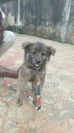 0-1 month Male Purebred German Shepherd