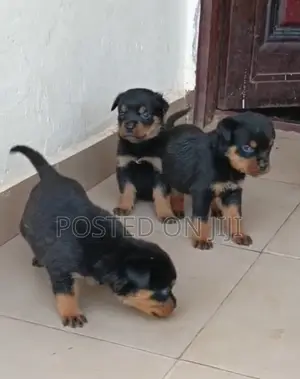 1-3 months Female Purebred Rottweiler