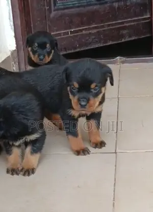 1-3 months Male Purebred Rottweiler