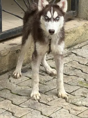 3-6 months Male Purebred Siberian Husky
