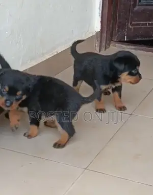 1-3 months Female Purebred Rottweiler