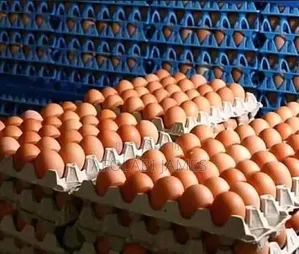 Afolabi Poultry Farm