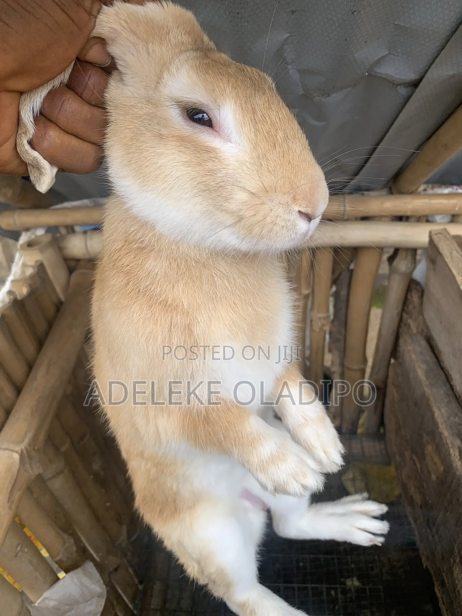 Rabbit for Sales