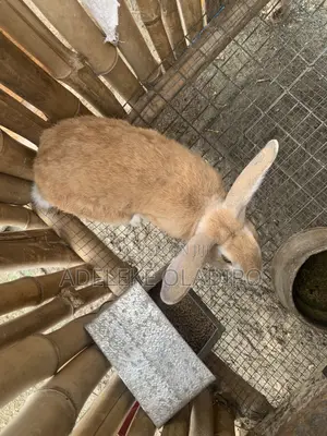 Rabbit for Sales