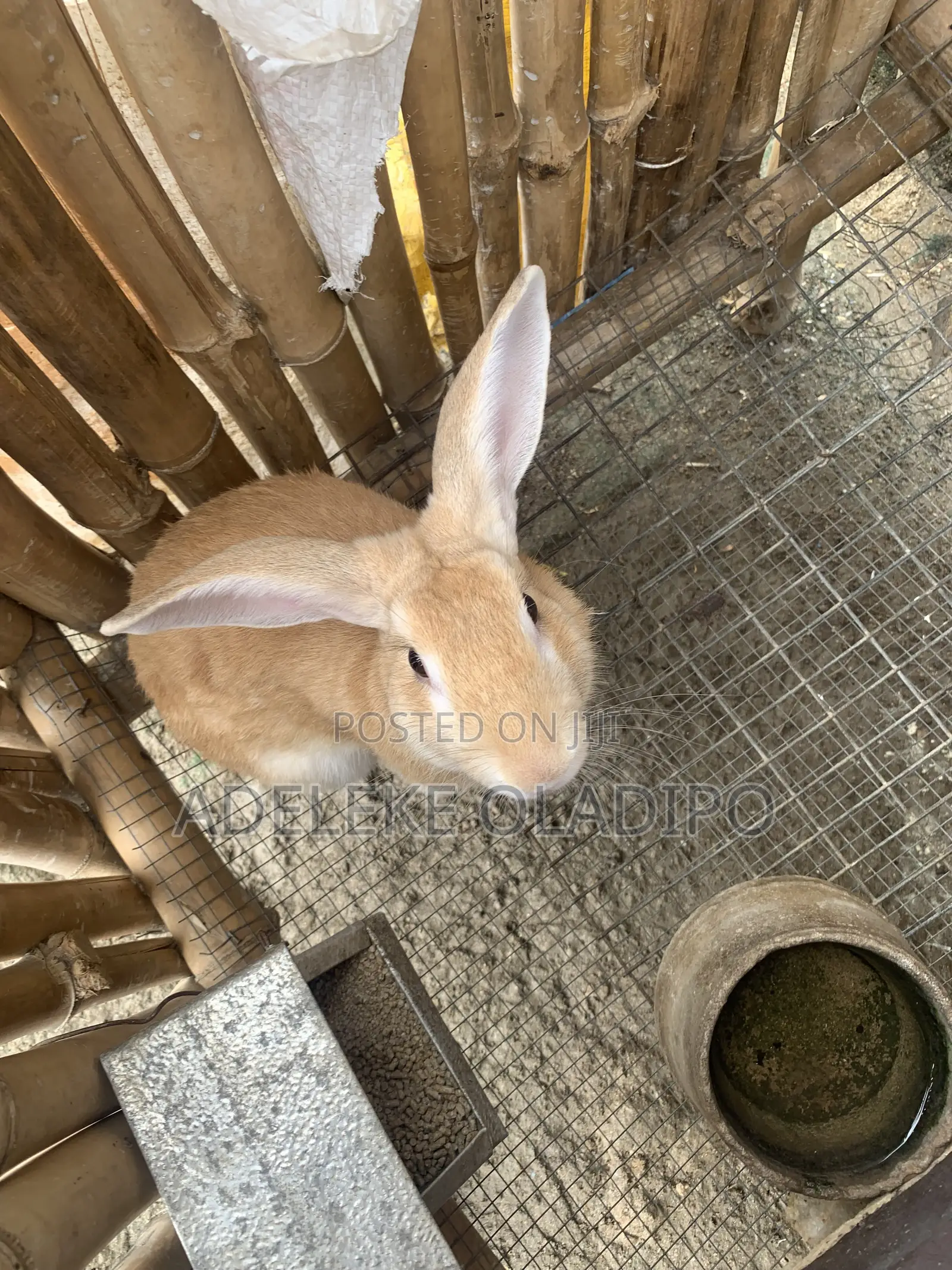 Rabbit for Sales