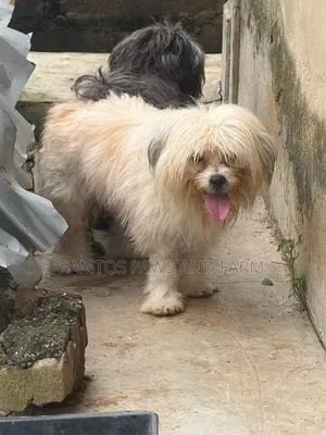 1+ year Male Purebred Lhasa Apso