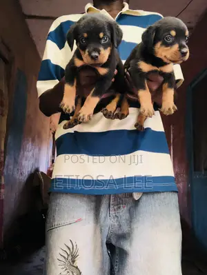 1-3 months Female Purebred Rottweiler